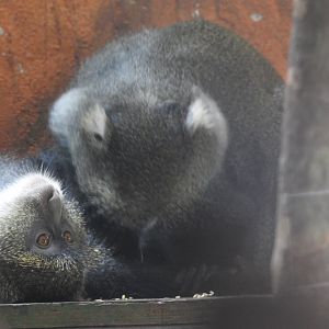White-throated guenon