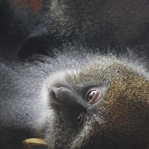 White-throated guenon