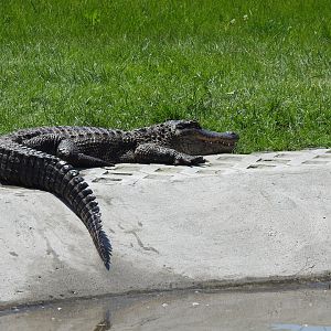 Misisipi aligator
