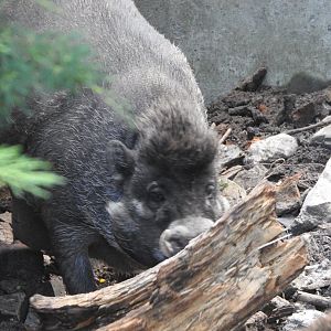 Visayan warty pig