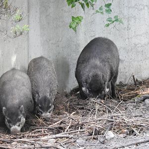 Visayan warty pigs