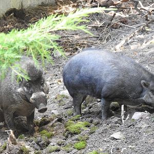 Visayan warty pigs