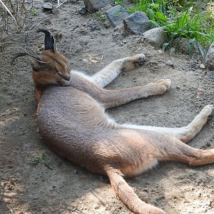 Caracal