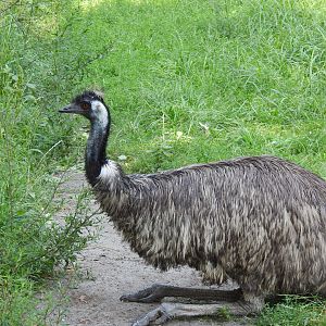 Emu