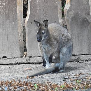 red-necked walaby