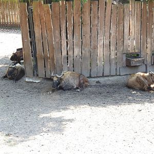 herd of Mishmi takins