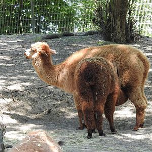 alpacas