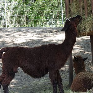 alpaca