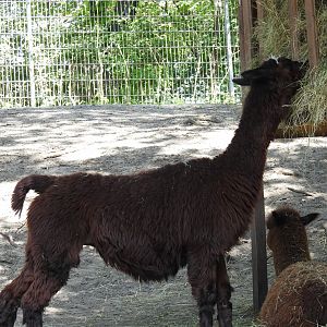 alpaca