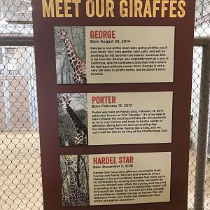 The 3 New Giraffe’s Names
