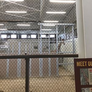 Finished Giraffe Exhibit- Inside Barn