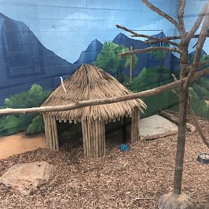 Blue Duiker Exhibit