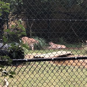 Mountain Lions