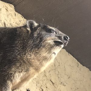 Rock Hyrax