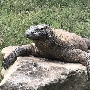 Komodo Dragon