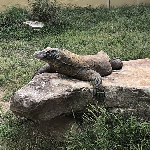 Komodo Dragon