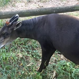 OHDZ - Yellow Backed Duiker - Sep 2020
