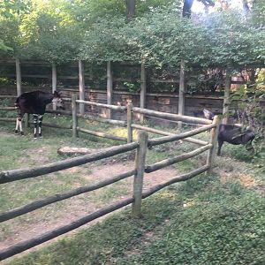 OHDZ - Okapi and Duiker - Sep 2020