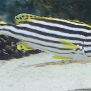 can anyone id this fish