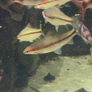 can anyone id this fish