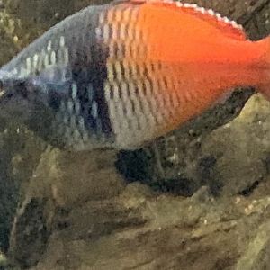 can anyone id this fish