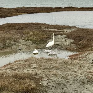 Tundra Swans - Alaska