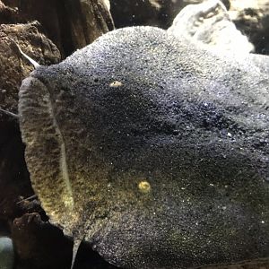 Lophiosilurus alexandri (Old photo, 2018)