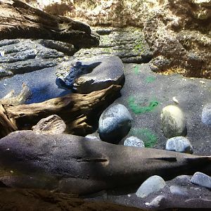 Lophiosilurus alexandri- full body shot, 2018