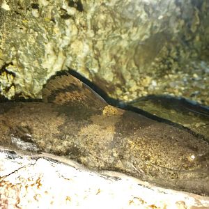 Pseudopimelodus mangurus (Old photo, 2018)