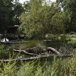 European Pond Turtle enclosure