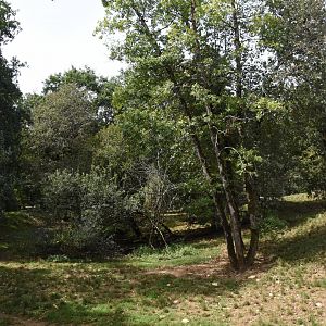 European Wolf enclosure