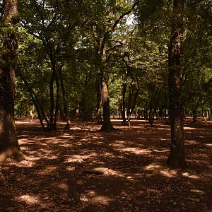 Fallow Deer enclosure