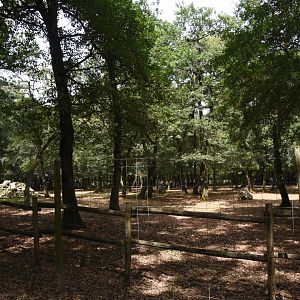 Alpine Ibex enclosure