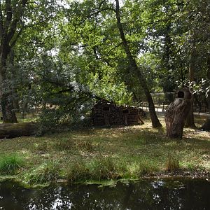 European Wild Cat enclosure (trees are climbable)