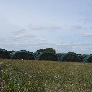 Little Bustard breeding centre