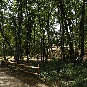 Pyrenean Chamois walk-through