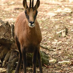 Pyrenean Chamois