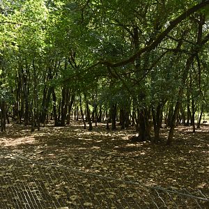 Eurasian Wild Boar enclosure