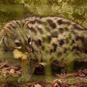 Mediterannean Genet
