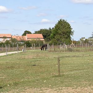 Poitou Donkey paddock