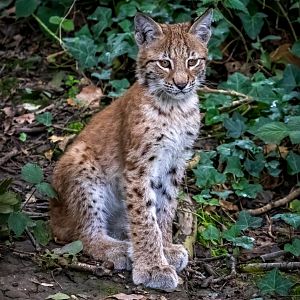 Female Eurasian Lynx Cub / Wild Place Project / 4-9-20