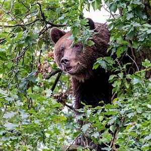 Nilas - European Brown Bear / Wild Place Project / 4-9-20