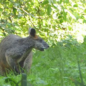 Swamp Wallaby, September 2020