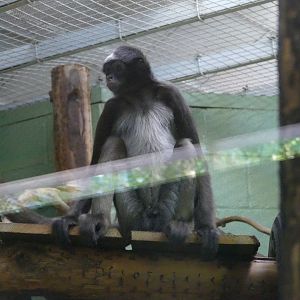 Male brown spider monkey, September 2020