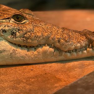 Nile crocodile