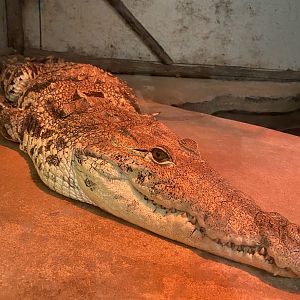 Nile crocodile