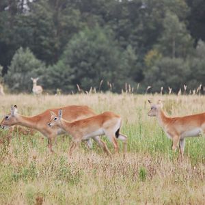 Kafue lechwe and blackbuck at Watatunga Wildlife Reserve, 16/9/2020