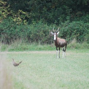 Blesbok and exotic pheasant hen at Watatunga Wildlife Reserve, 16/9/2020