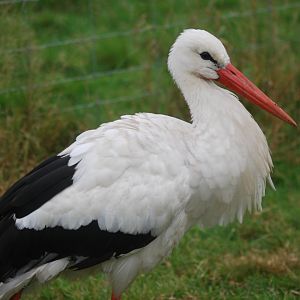 White stork at Watatunga Wildlife Reserve, 16/9/2020