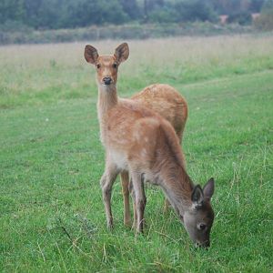 Red deer and barasingha at Watatunga Wildlife Reserve, 16/9/2020